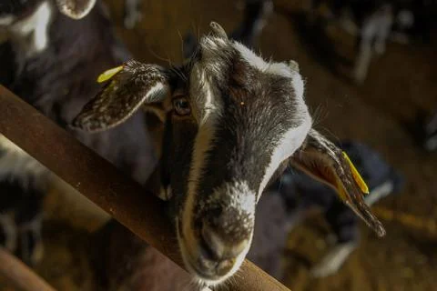 Exploitation of goat cattle. Stock Photos