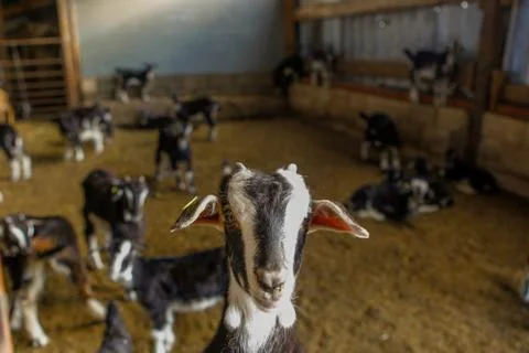 Exploitation of goat cattle. Stock Photos