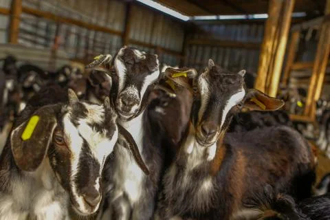 Exploitation of goat cattle. Stock Photos