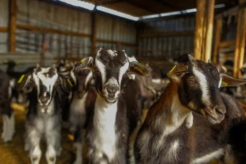 Exploitation of goat cattle. Stock Photos