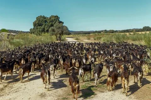 Exploitation of goat cattle. Stock Photos