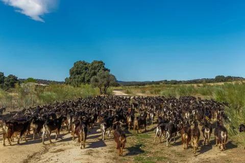 Exploitation of goat cattle. Stock Photos
