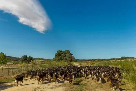 Exploitation of goat cattle. Stock Photos