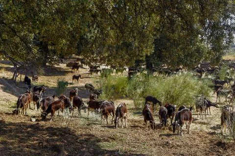 Exploitation of goat cattle. Stock Photos