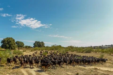 Exploitation of goat cattle. Stock Photos