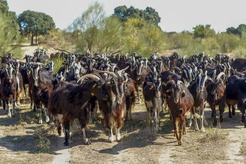 Exploitation of goat cattle. Stock Photos