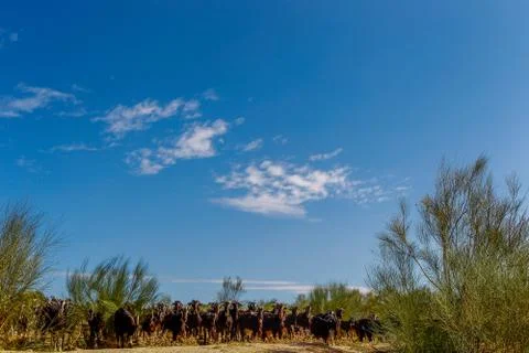 Exploitation of goat cattle. Stock Photos