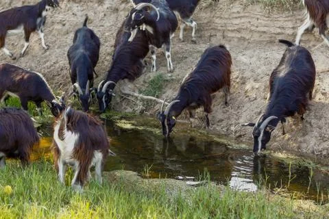 Exploitation of goat cattle. Stock Photos