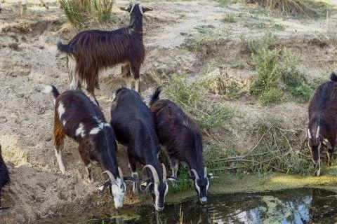 Exploitation of goat cattle. Stock Photos