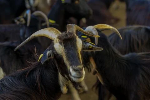 Exploitation of goat cattle. Stock Photos