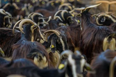 Exploitation of goat cattle. Stock Photos