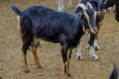 Exploitation of goat cattle. Stock Photos