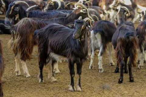 Exploitation of goat cattle. Stock Photos