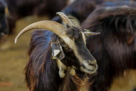 Exploitation of goat cattle. Stock Photos