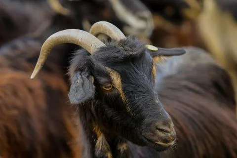 Exploitation of goat cattle. Stock Photos