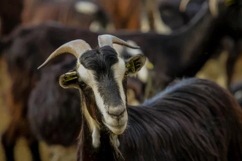 Exploitation of goat cattle. Stock Photos