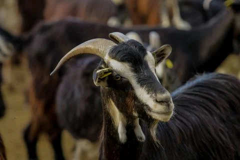 Exploitation of goat cattle. Stock Photos