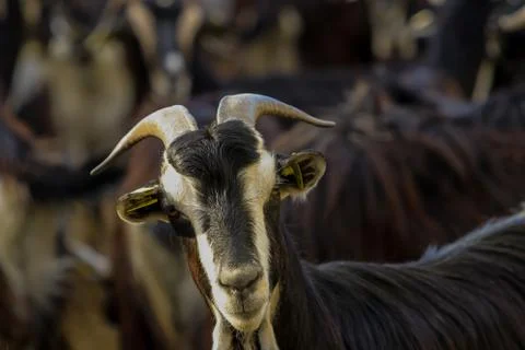 Exploitation of goat cattle. Stock Photos