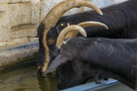 Exploitation of goat cattle. Stock Photos