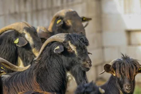 Exploitation of goat cattle. Stock Photos