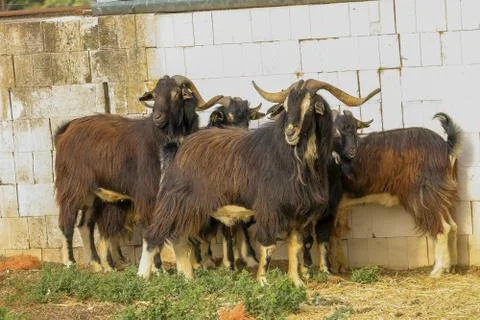 Exploitation of goat cattle. Stock Photos