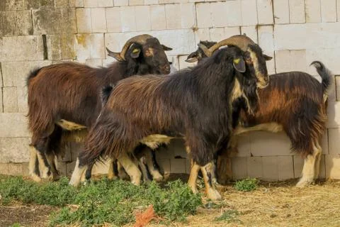 Exploitation of goat cattle. Stock Photos