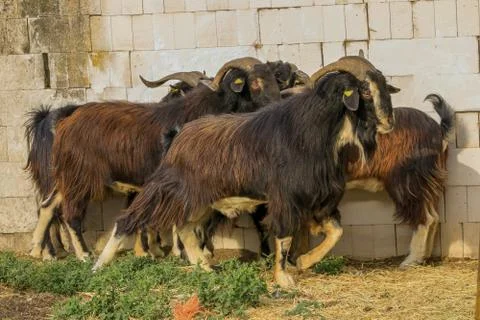 Exploitation of goat cattle. Stock Photos