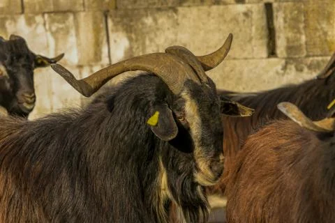 Exploitation of goat cattle. Stock Photos