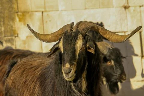 Exploitation of goat cattle. Stock Photos