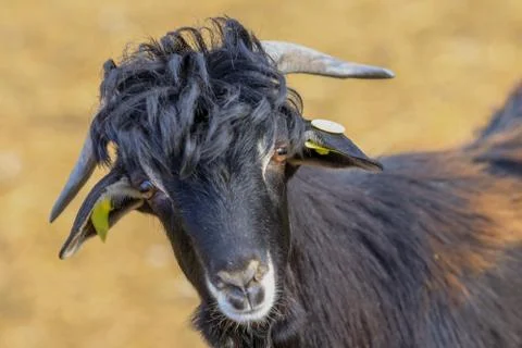 Exploitation of goat cattle. Stock Photos