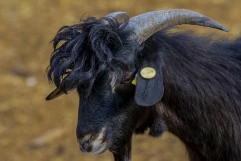 Exploitation of goat cattle. Stock Photos