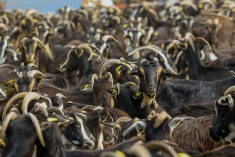 Exploitation of goat cattle. Stock Photos