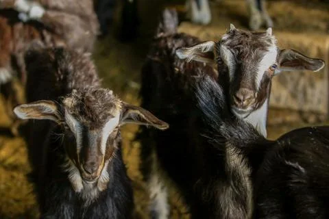 Exploitation of goat cattle. Stock Photos