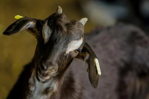 Exploitation of goat cattle. Stock Photos