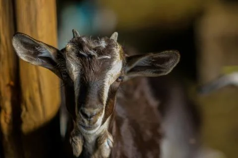 Exploitation of goat cattle. Stock Photos