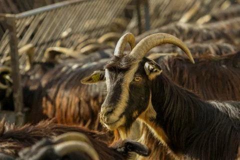 Exploitation of goat cattle. Stock Photos