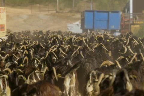 Exploitation of goat cattle. Stock Photos