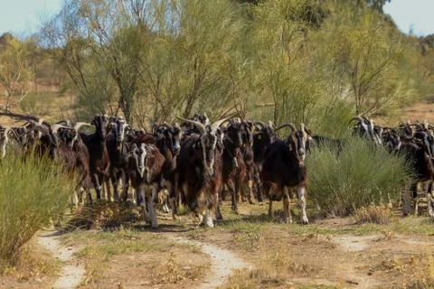 Exploitation of goat cattle. Stock Photos