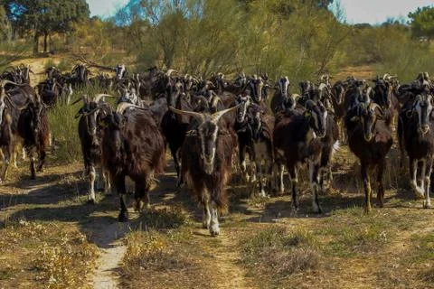 Exploitation of goat cattle. Stock Photos