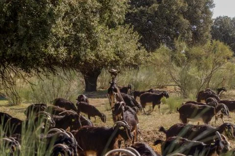 Exploitation of goat cattle. Stock Photos