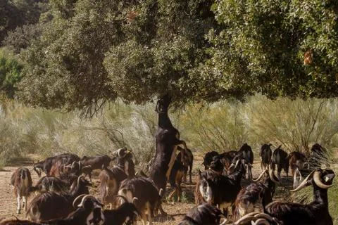Exploitation of goat cattle. Stock Photos
