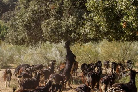 Exploitation of goat cattle. Stock Photos