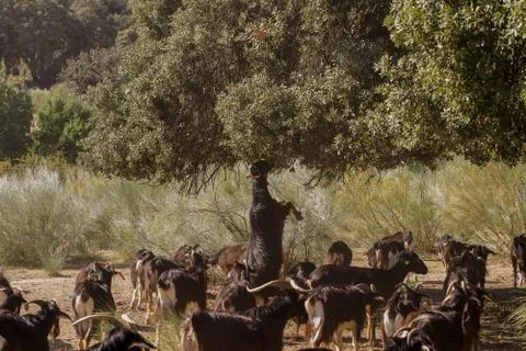 Exploitation of goat cattle. Stock Photos