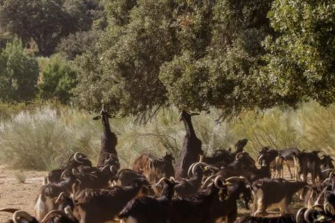 Exploitation of goat cattle. Stock Photos