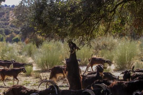 Exploitation of goat cattle. Stock Photos