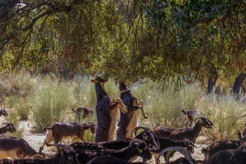 Exploitation of goat cattle. Stock Photos