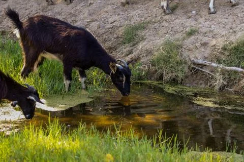 Exploitation of goat cattle. Stock Photos