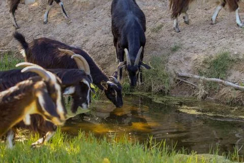 Exploitation of goat cattle. Stock Photos