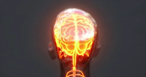 Exploration of brain anatomy with detailed features and structures Stock Footage 304512630