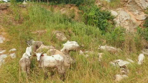 Exploration of Cattle Grazing Freely in the Open" Stock Footage 243542129